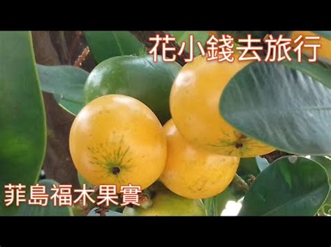 福木果實有毒|榮樹學堂: 福木結黃澄澄的果實